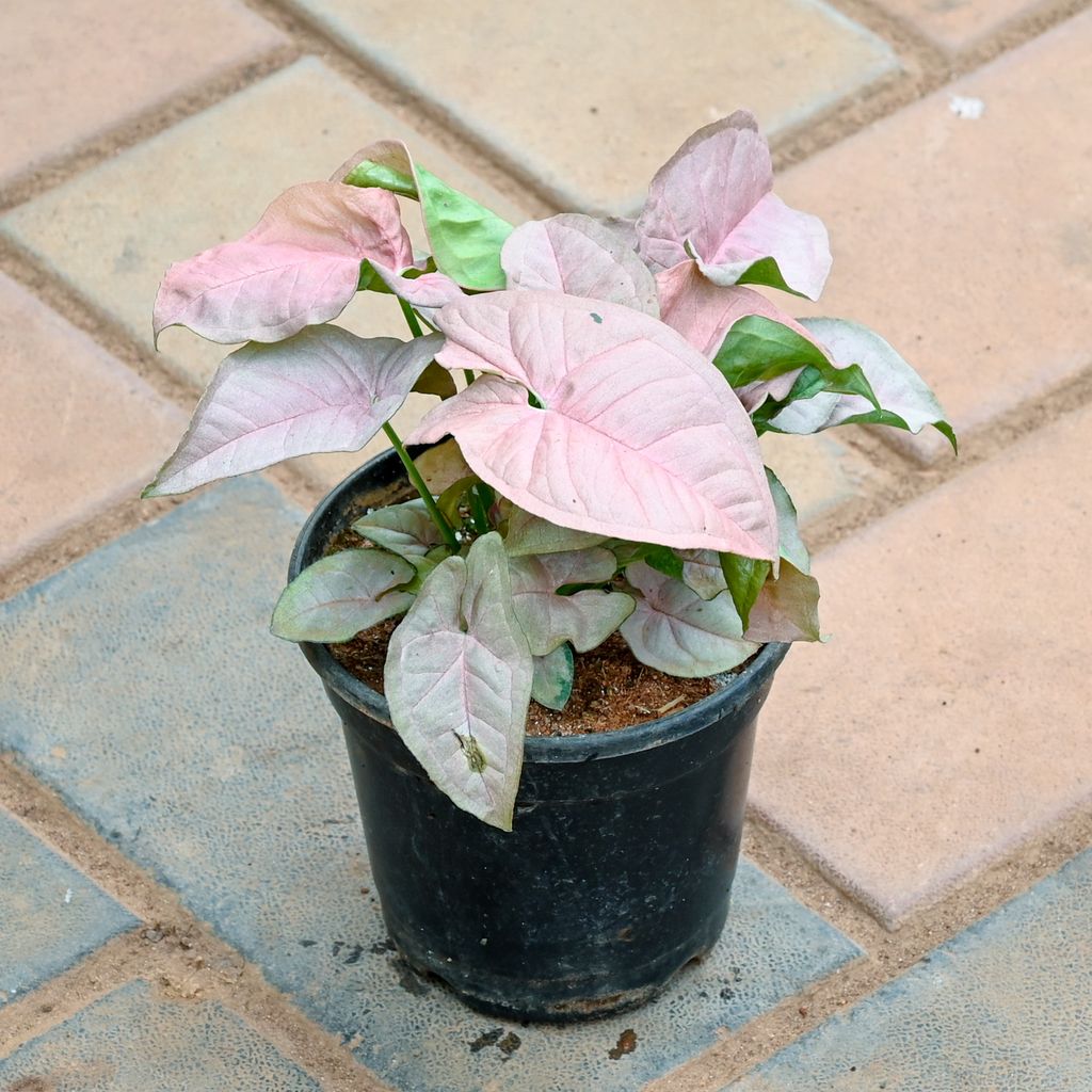 Buy Syngonium Pink Online | Urvann.com Syngonium Pink in 4 Inch Nursery Pot