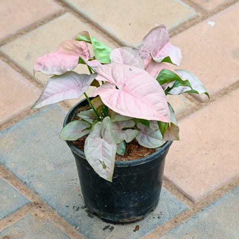 Syngonium Pink in 4 Inch Nursery Pot