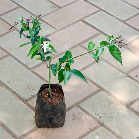 Suji Malge / Jasmine Plant in 4 Inch Nursery Bag
