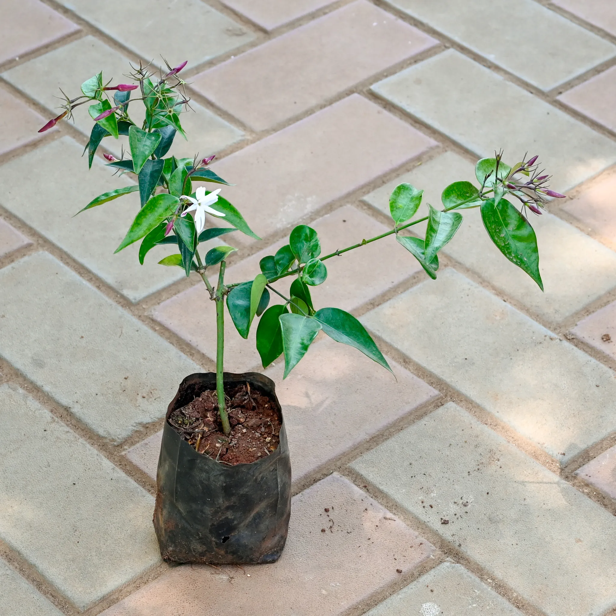 Suji Malge / Jasmine Plant in 4 Inch Nursery Bag