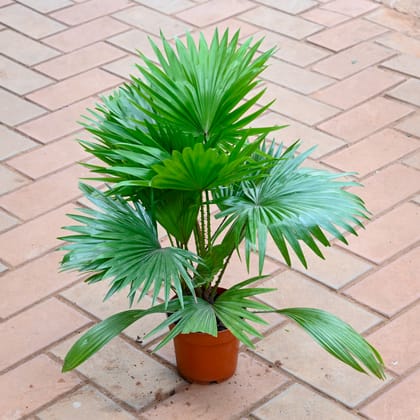 Buy Table Fan Palm Online | Urvann.com