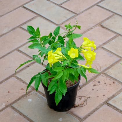 Buy Tecoma Yellow Online | Urvann.com