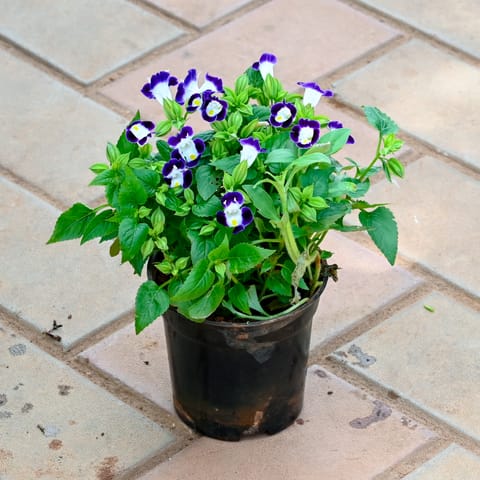 Wishbone / Torenia Blue in 4 Inch Nursery Pot