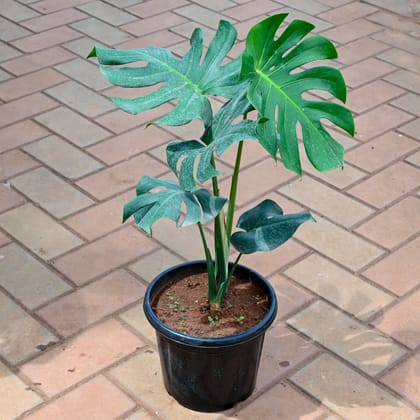 Buy Monstera Deliciosa Online | Urvann.com
