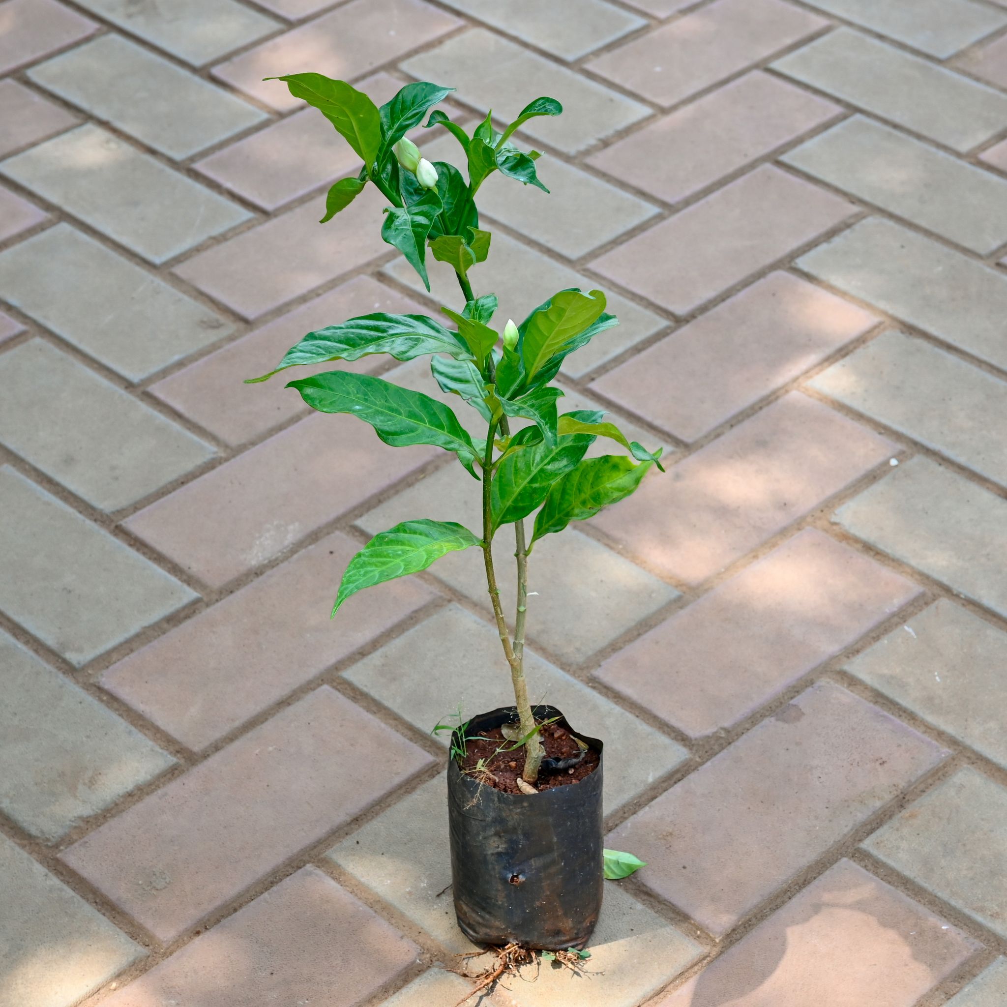 Chandni / Nandi Batalu / Jasmine in 4 Inch Nursery Bag