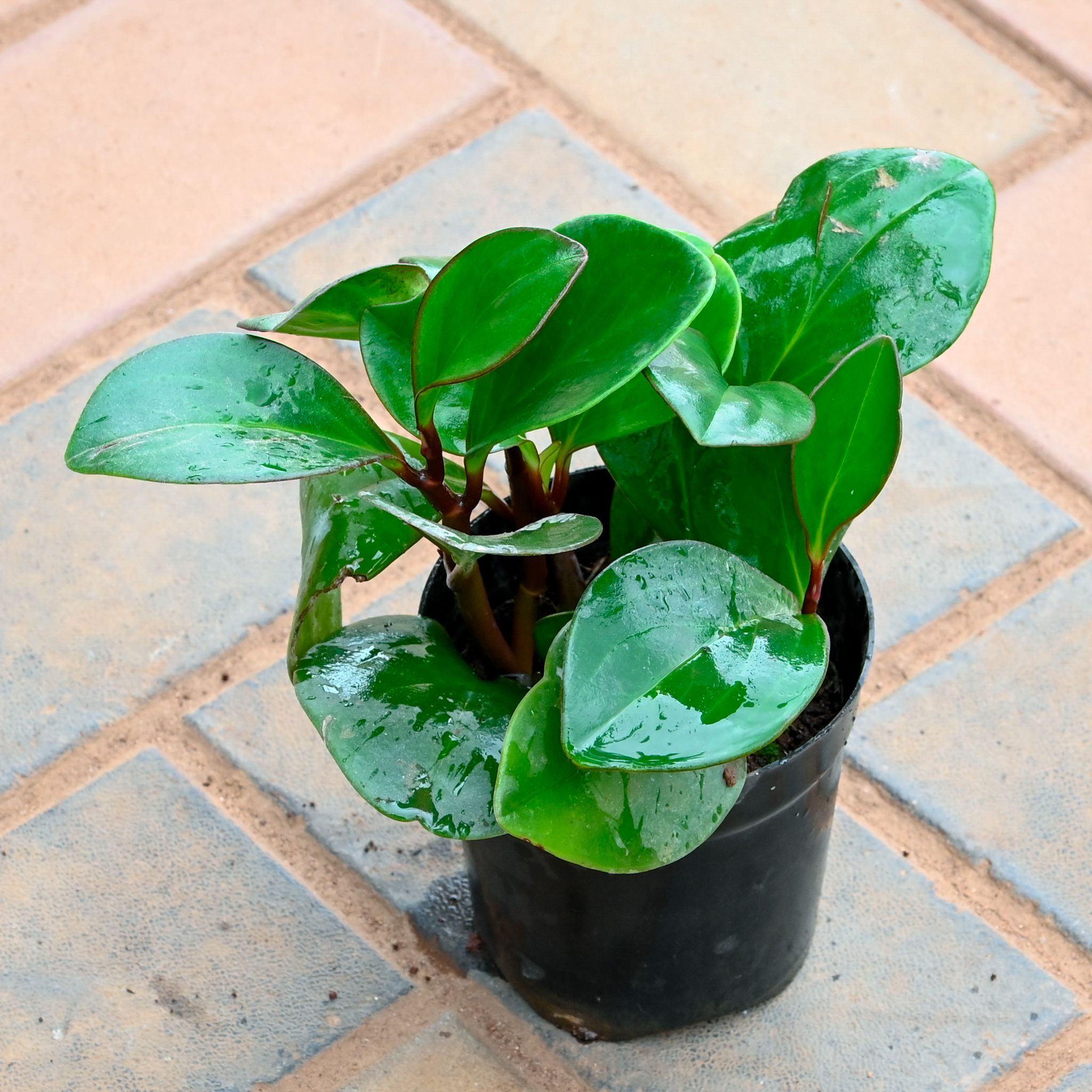 Peperomia / Radiator Plant Black in 4 Inch Nursery Pot