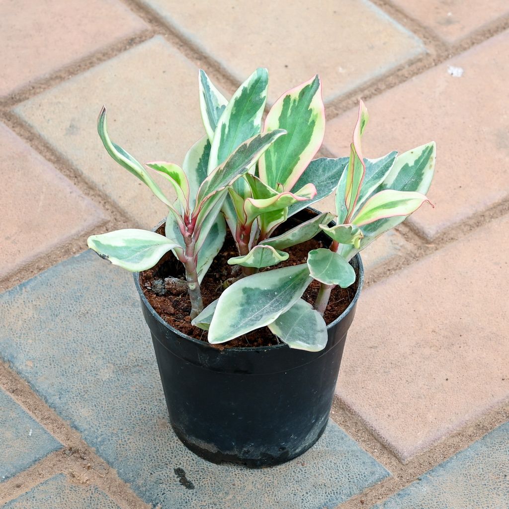 Buy Peperomia / Radiator Plant Pink Online | Urvann.com Peperomia / Radiator Plant Pink in 4 Inch Nursery Pot