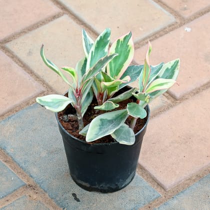 Buy Peperomia / Radiator Plant Pink Online | Urvann.com