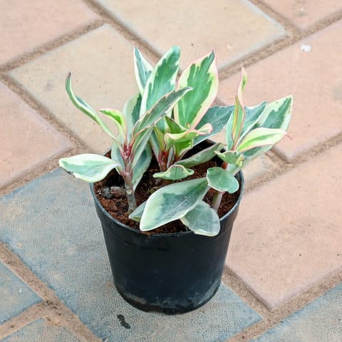 Peperomia / Radiator Plant Pink in 4 Inch Nursery Pot