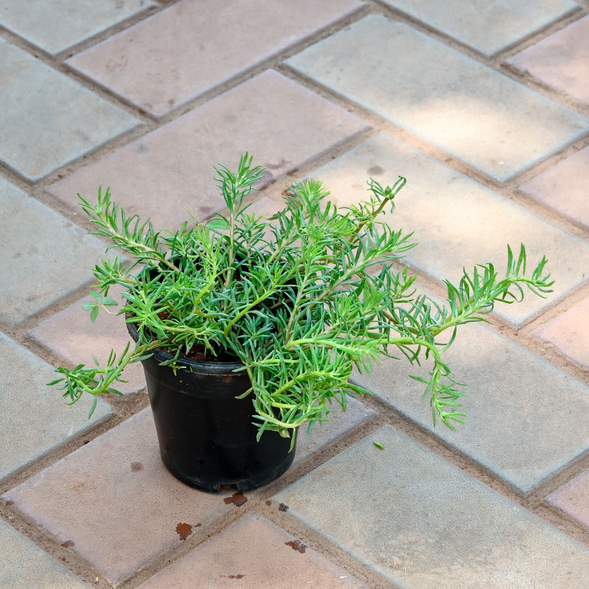 Portulaca Moss Rose (Any Colour) in 5 Inch Nursery Pot