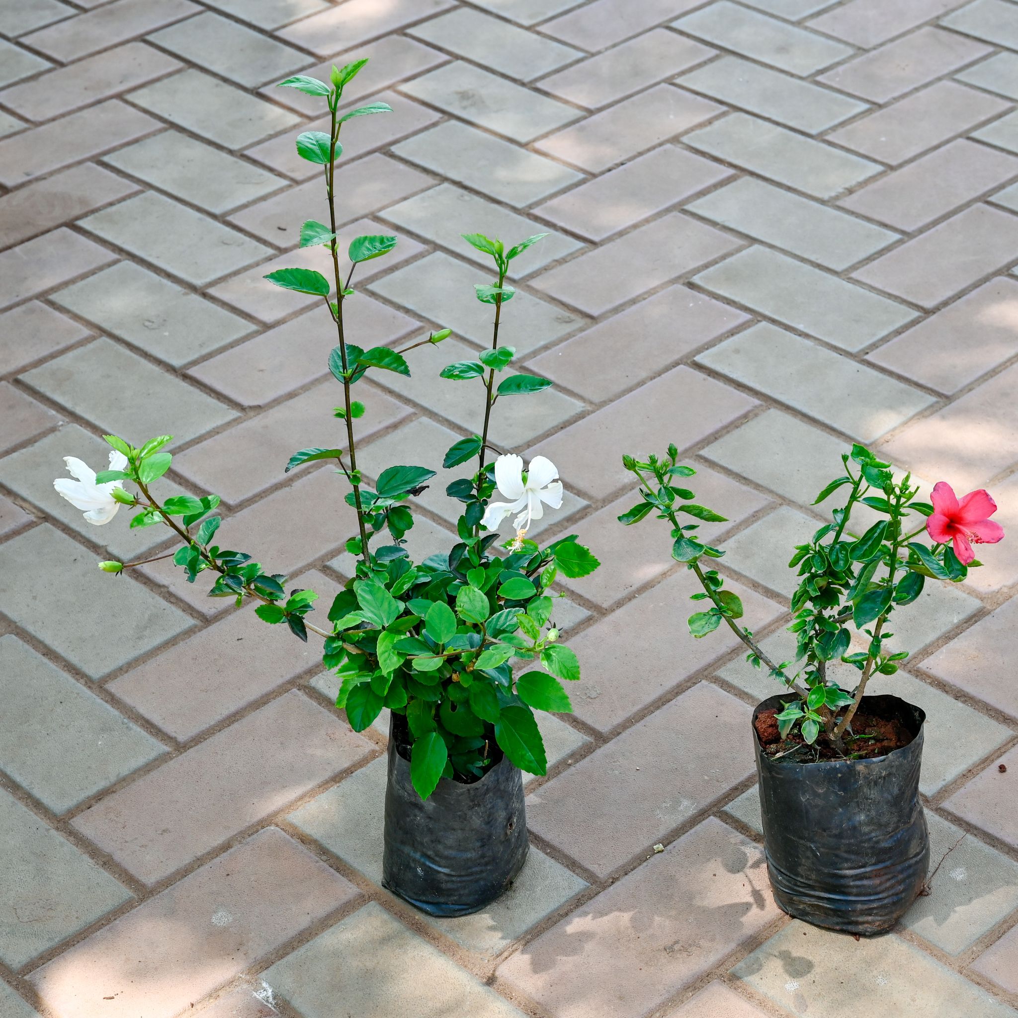 Set of 2 - Hibiscus China (White & Pink) in 4 Inch Nursery Bag