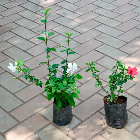 Set of 2 - Hibiscus China (White & Pink) in 4 Inch Nursery Bag