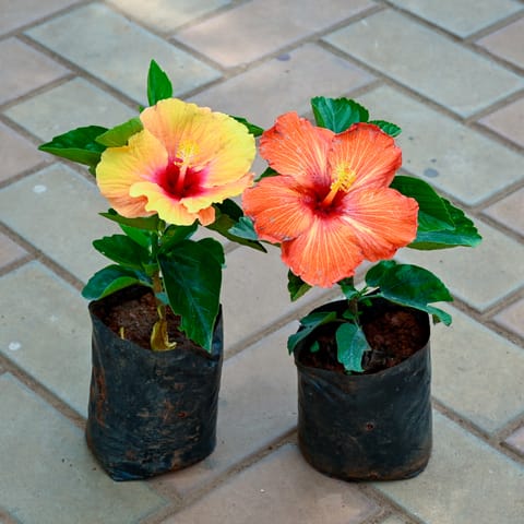 Set of 2 - Hibiscus / Gudhal (Yellow & Orange) in 4 Inch Nursery Bag
