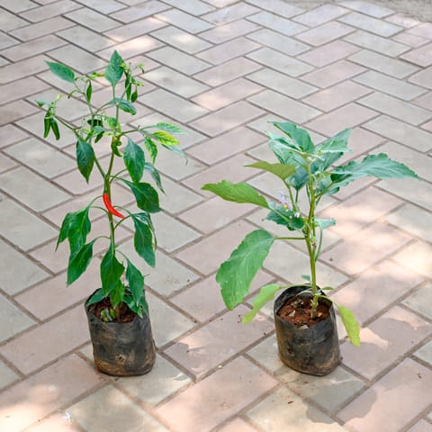 Set of 2 - Mirchi / Chilli Plant & Brinjal / Baigan Plant in 4 Inch Nursery Bag