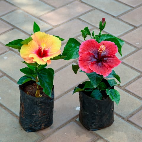 Set of 2 - Hibiscus / Gudhal (Any Colour)  in 4 Inch Nursery Bag