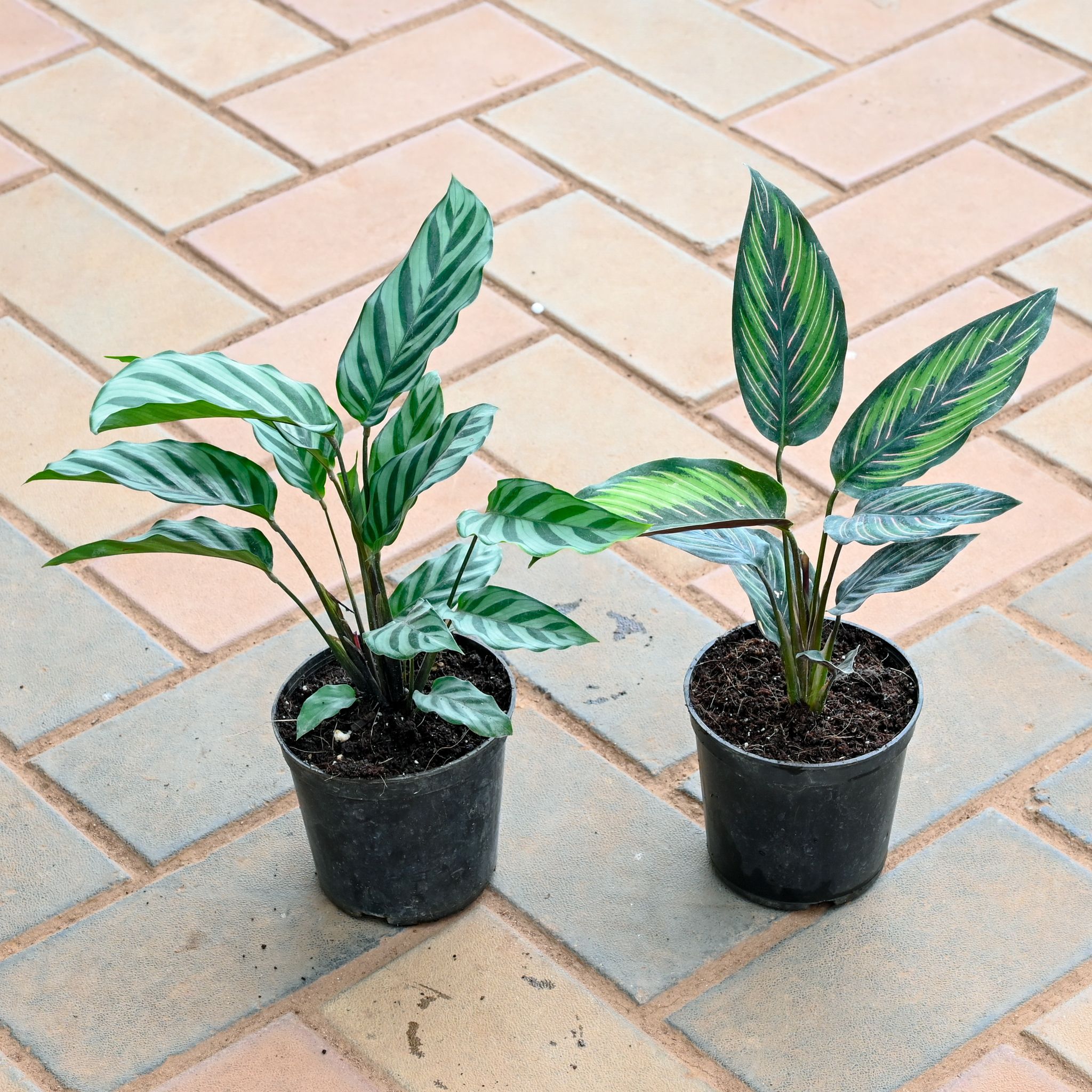 Set of 2 - Calathea (Vittata & Zebrina) in 4 Inch Nursery Pot