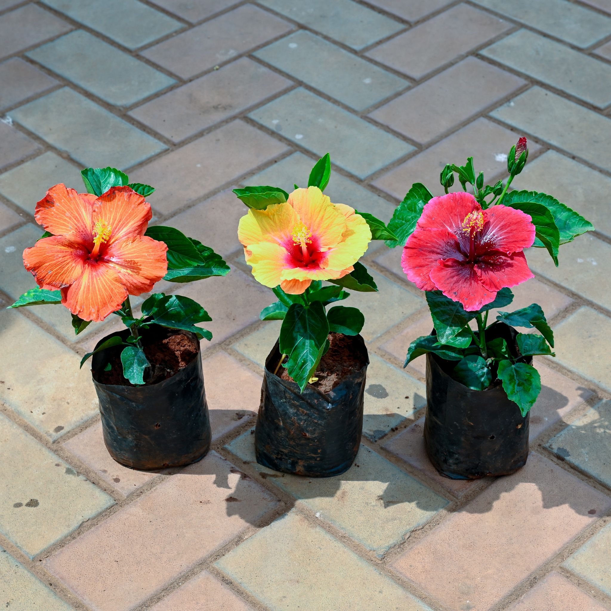 Set of 3 - Hibiscus / Gudhal (Orange, Yellow & Pink) in 4 Inch Nursery Bag