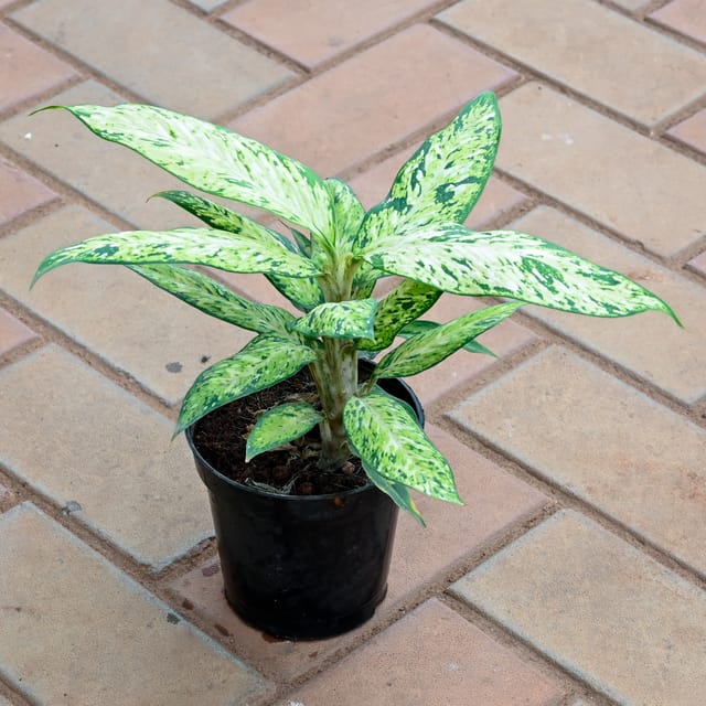 Aglaonema Snow White in 5 Inch Nursery Pot
