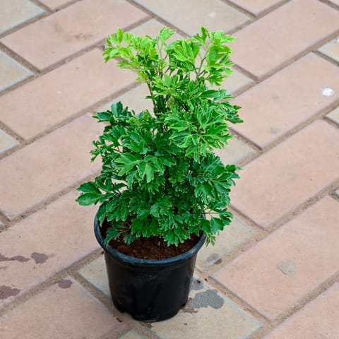 Aralia Green in 5 Inch Nursery Pot