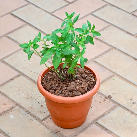Holy Tulsi / Basil in 7 Inch Terracotta Red Classy Plastic Pot