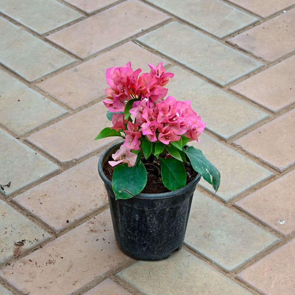 Buy Bougainvillea Pink Online | Urvann.com Bougainvillea Pink in 5 Inch Nursery Pot