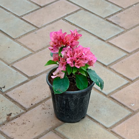 Bougainvillea Pink in 5 Inch Nursery Pot