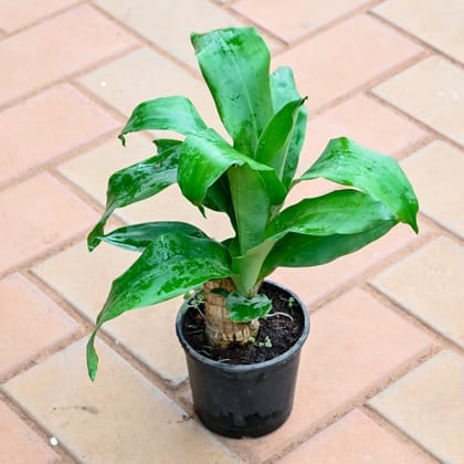 Buy Brazilian Wood Bamboo  Online | Urvann.com