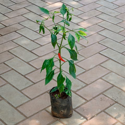 Mirchi / Chilli Plant in 4 Inch Nursery Bag