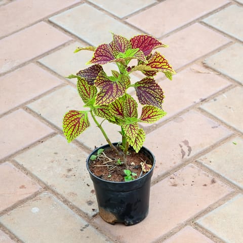 Coleus Green Red in 4 Inch Nursery Pot