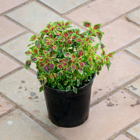 Coleus Small Leaf in 5 Inch Nursery Pot