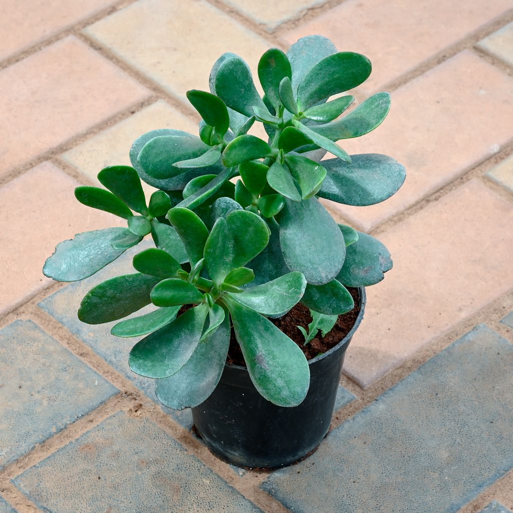 Buy Crassula Ovata Online | Urvann.com Crassula Ovata in 5 Inch Nursery Pot