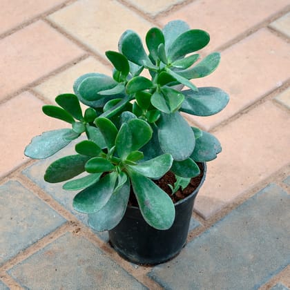 Buy Crassula Ovata Online | Urvann.com