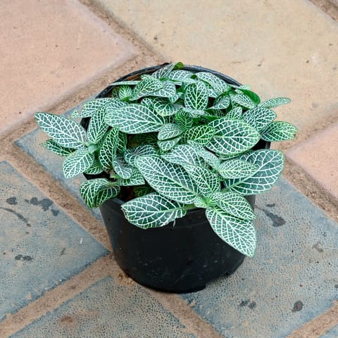 Fittonia / Nerve Plant White in 4 Inch Nursery Pot