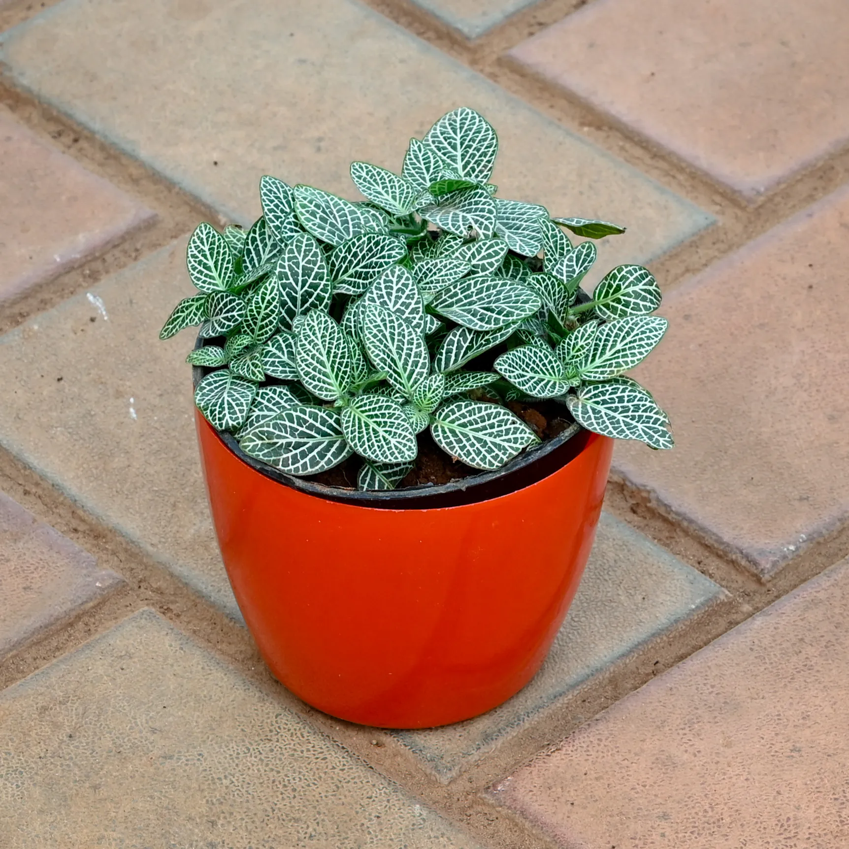 Fittonia / Nerve Plant White in 4 Inch Red Premium Orchid Round Plastic Pot