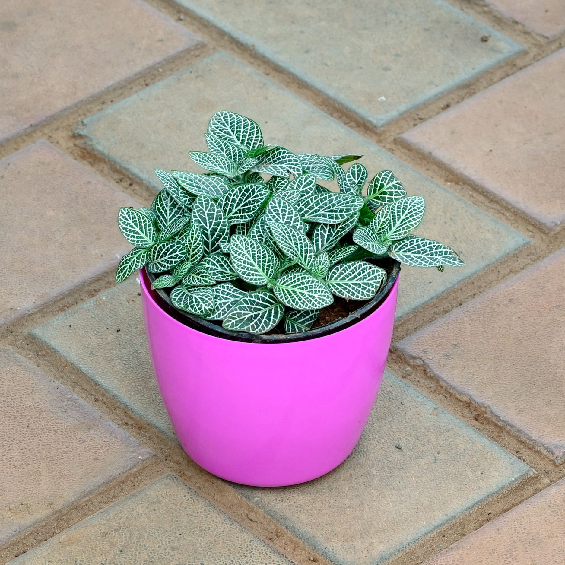 Fittonia / Nerve Plant White in 4 Inch Candy Pink Premium Orchid Round Plastic Pot