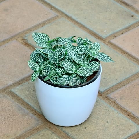 Fittonia / Nerve Plant White in 4 Inch White Premium Orchid Round Plastic Pot