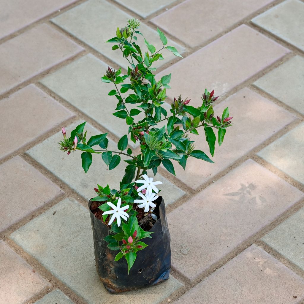 Buy Kakda Malga Red Online | Urvann.com Kakda Malga / Jasmine in 4 Inch Nursery Bag
