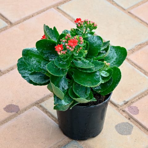 Kalanchoe Red in 4 Inch Nursery Pot