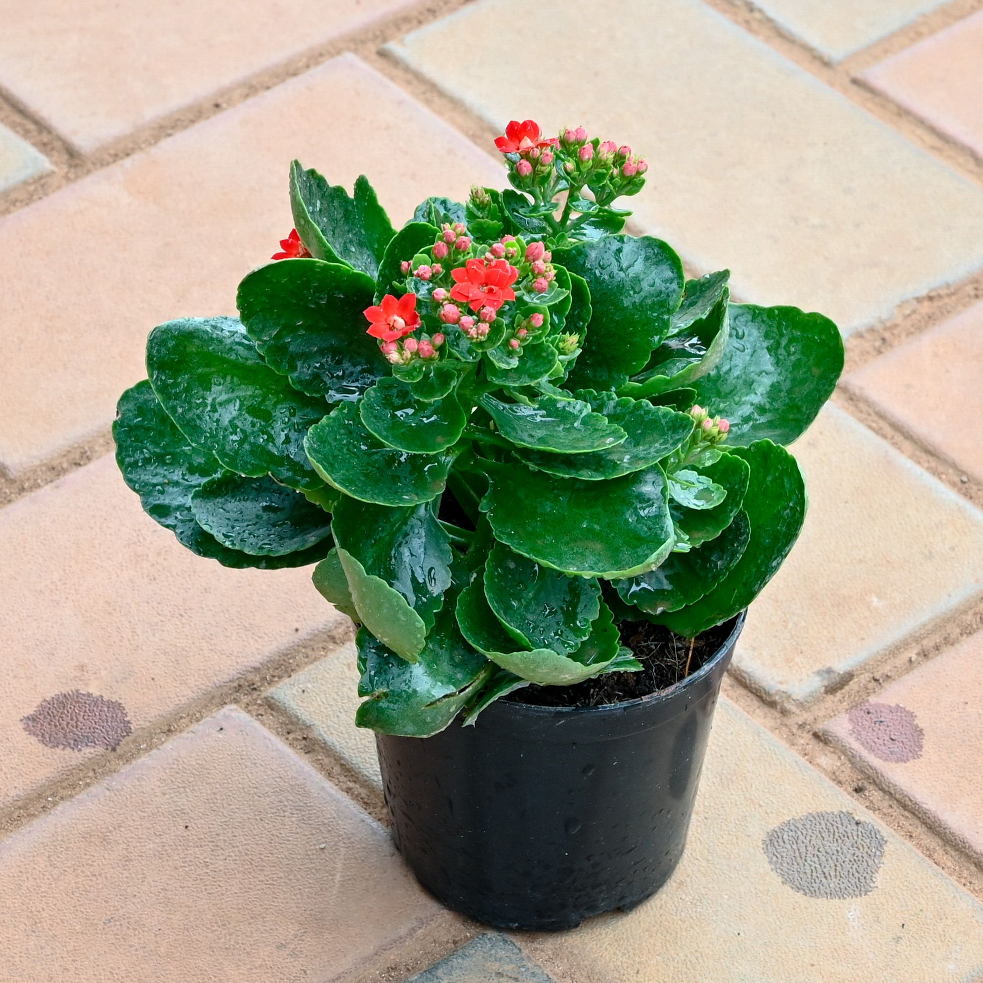 Kalanchoe Red in 4 Inch Nursery Pot