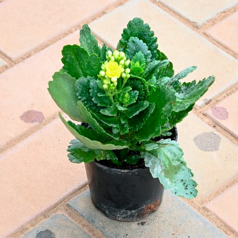 Kalanchoe Yellow in 4 Inch Nursery Pot