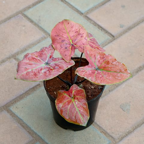 Caladium / Heart of Jesus Red in 5 Inch Nursery Pot