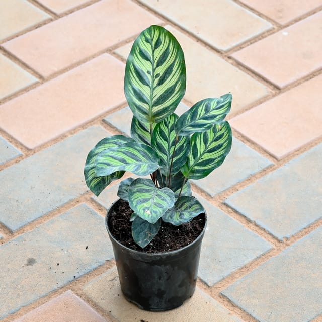 Calathea Makoyana in 4 Inch Nursery Pot