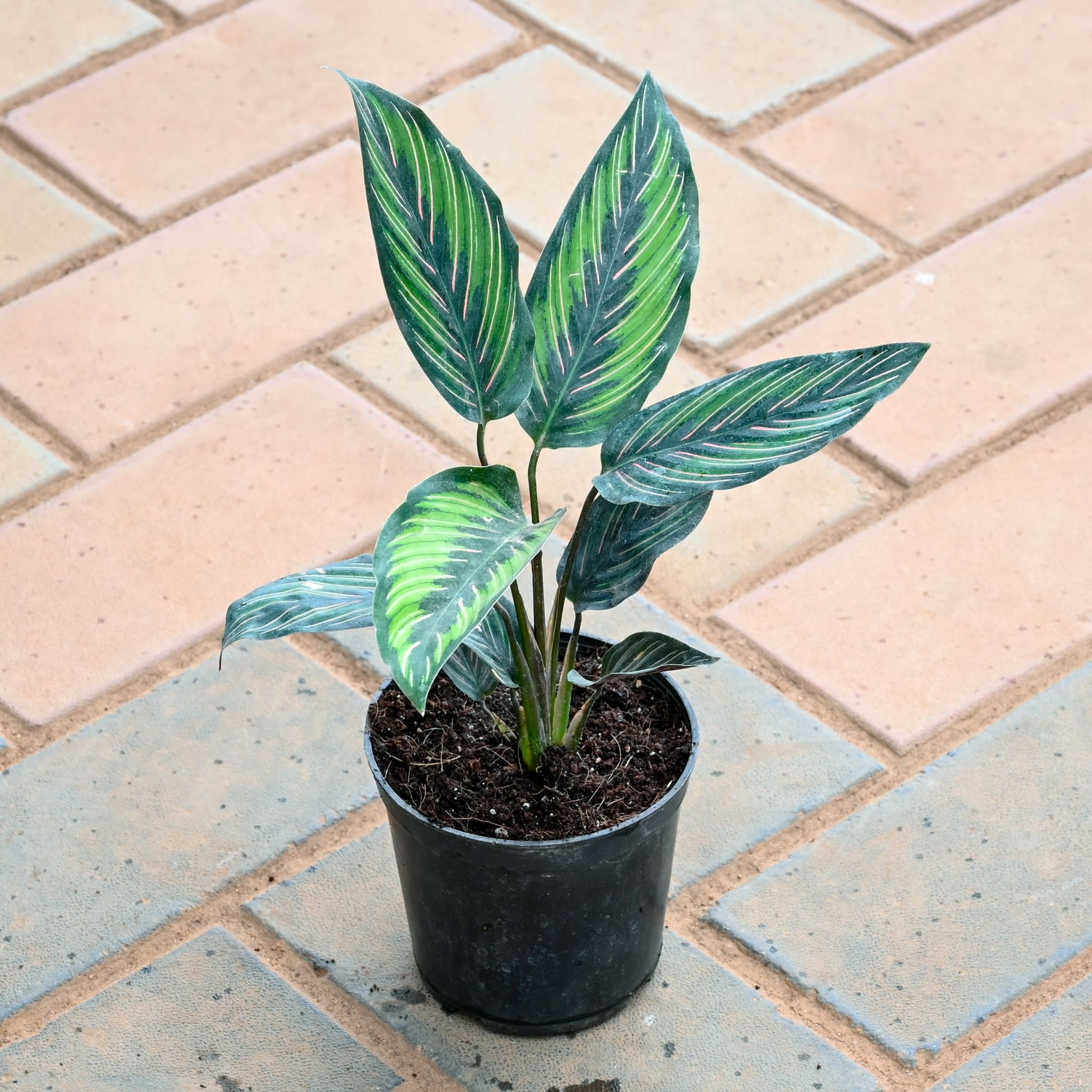 Calathea Zebrina in 4 Inch Nursery Pot
