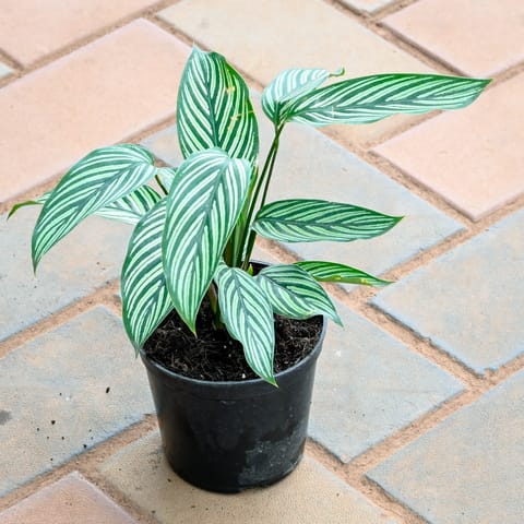 Calathea Vittata in 4 Inch Nursery Pot