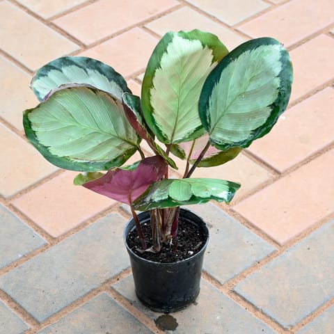 Calathea Big White Leaf in 4 Inch Nursery Pot