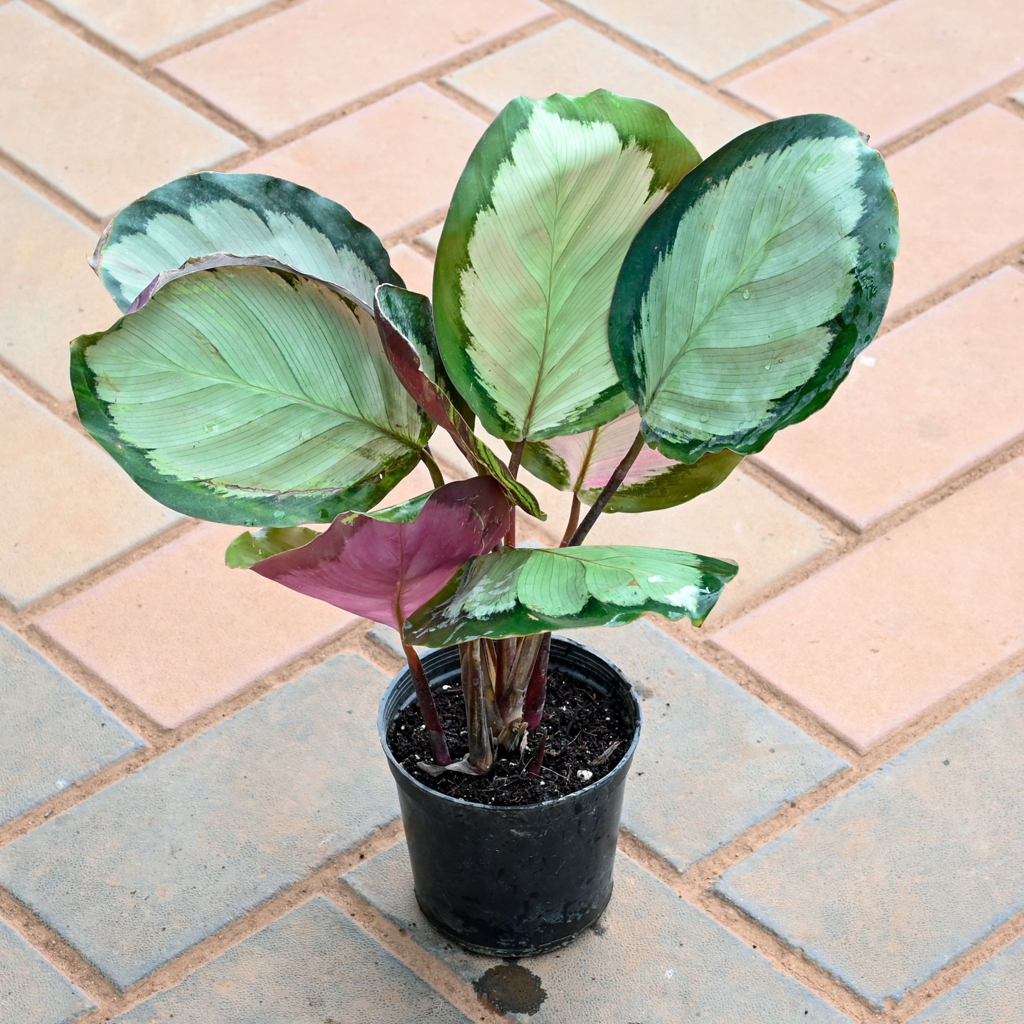 Calathea Big White Leaf in 4 Inch Nursery Pot