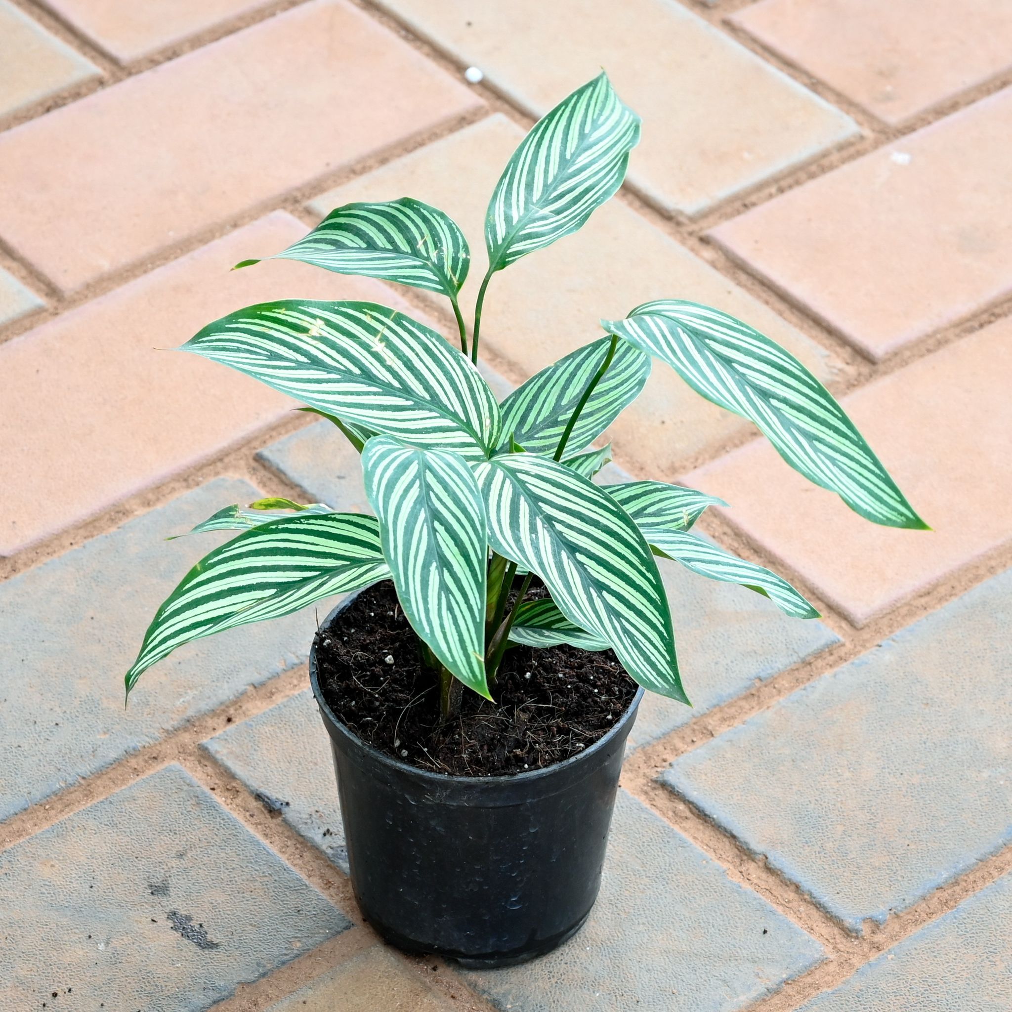 Calathea Vittata in 4 Inch Nursery Pot