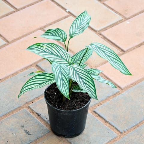 Calathea Vittata in 4 Inch Nursery Pot