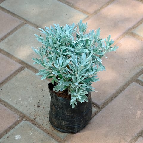 Lavender in 4 Inch Nursery Bag