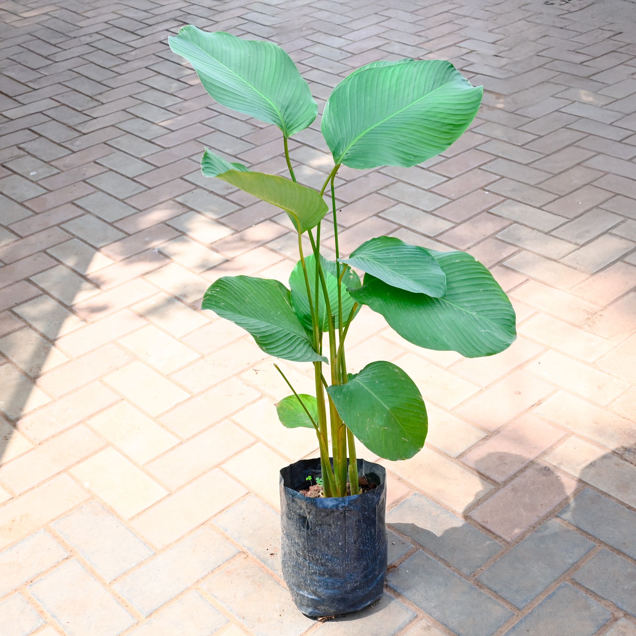 Calathea Lutea in 7 Inch Nursery Bag
